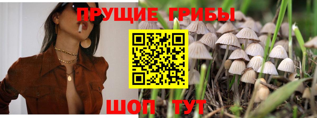 Красногорск  Галлюциногенные грибы Cubensis  хочу наркоту  Вход с VPN 